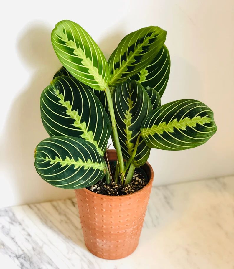 Maranta (Prayer Plant)